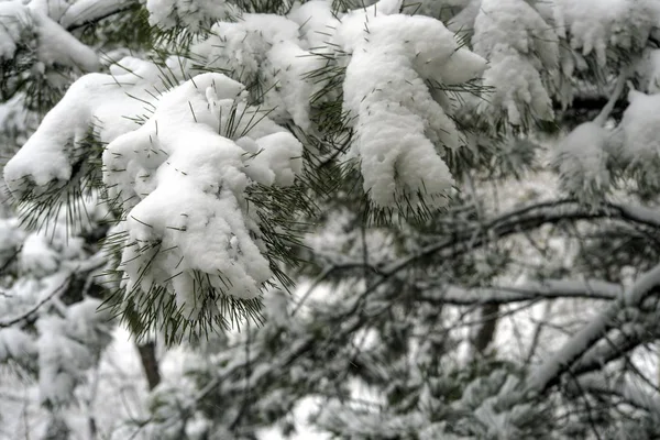 Abeto Invierno Cubierto Nieve Naturaleza — Foto de Stock
