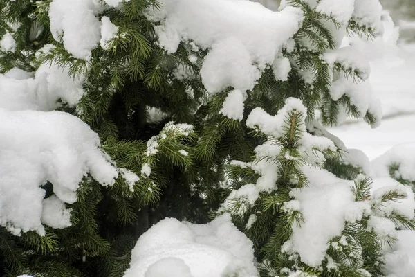 Abeto Invierno Cubierto Nieve Naturaleza — Foto de Stock