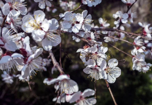 Primavera Flor Damasco Sakura Primeiro Plano Segundo Plano Estão Desfocados — Fotografia de Stock