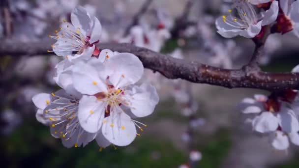Primavera Flor Albaricoque Sakura Primer Plano Fondo Están Borrosos — Vídeos de Stock