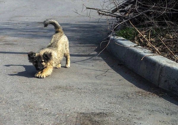 Petit Chiot Errant Sale Dans Rue — Photo