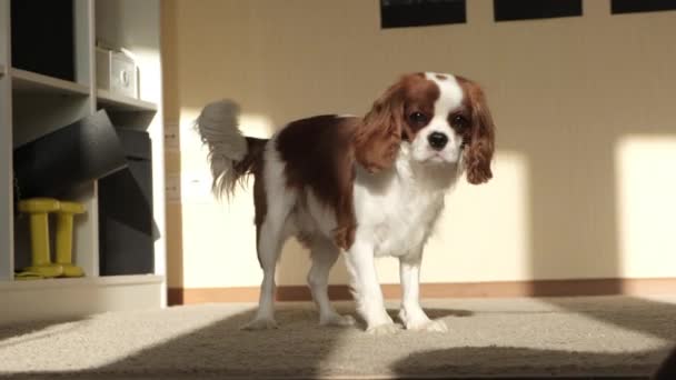 Un pequeño perro marrón y blanco mirando a la cámara — Vídeos de Stock