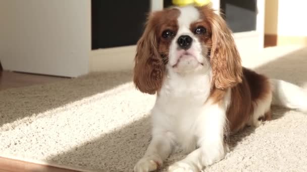 Un piccolo cane marrone e bianco che guarda la macchina fotografica — Video Stock