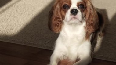 Küçük kahverengi ve beyaz bir köpek kameraya bakıyor.