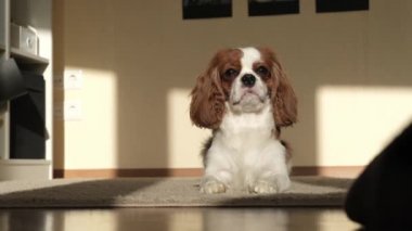 Küçük kahverengi ve beyaz bir köpek kameraya bakıyor.