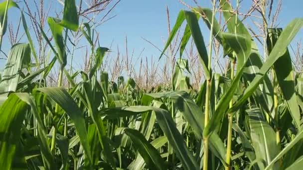 Un primer plano de un brote de maíz — Vídeos de Stock