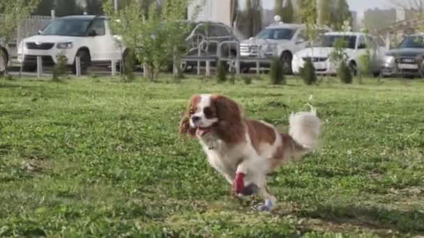 Un perro de pie sobre un campo cubierto de hierba — Vídeo de stock