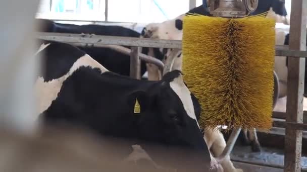 Koeienstal waar veel koeien zijn — Stockvideo