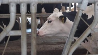 Bir sürü ineğin olduğu bir ahırda.