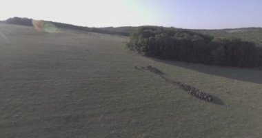 Otlakta yürüyen bir koyun sürüsü