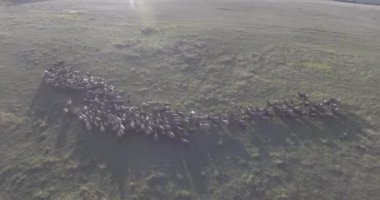 Çoban ve koyun sürüsü ve koç sürüsü