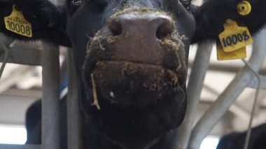 Bir sürü ineğin olduğu bir ahırda.