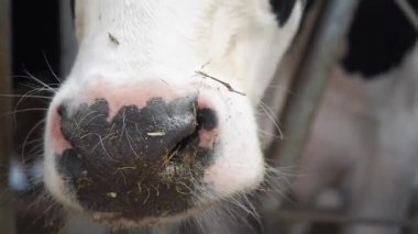 Bir sürü ineğin olduğu bir ahırda.