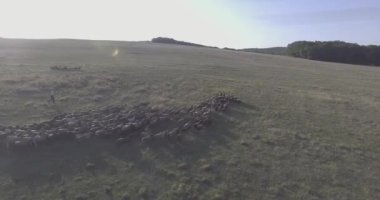 Çoban ve koyun sürüsü ve koç sürüsü