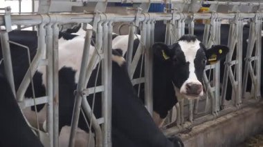 Ahırdaki yoncalar yiyor.