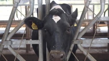 Bir sürü ineğin olduğu bir ahırda.