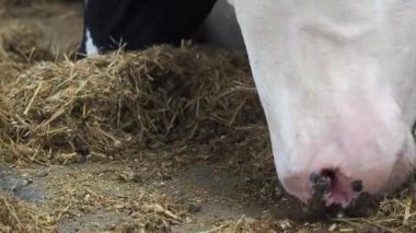 Bir sürü ineğin olduğu bir ahırda.