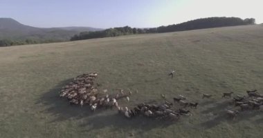 Çoban ve koyun sürüsü ve koç sürüsü