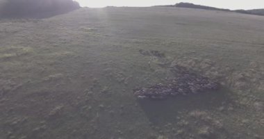 Çoban ve koyun sürüsü ve koç sürüsü