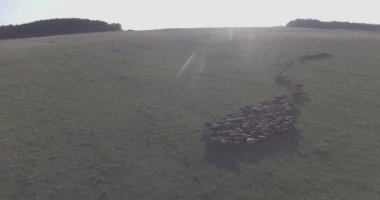 Otlakta yürüyen bir koyun sürüsü