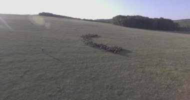 Çoban ve koyun sürüsü ve koç sürüsü