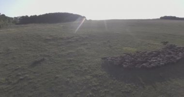 Otlakta yürüyen bir koyun sürüsü