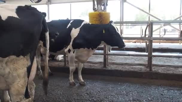 Obora, gdzie jest dużo krów — Wideo stockowe