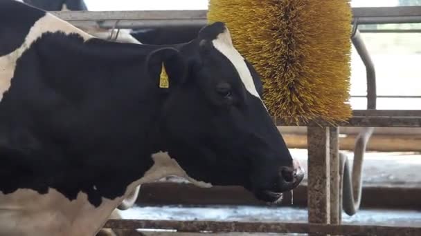 Cowshed onde há um monte de vacas — Vídeo de Stock