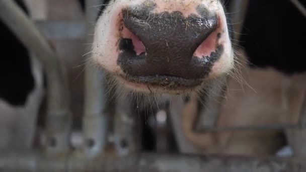 Cowshed onde há um monte de vacas — Vídeo de Stock