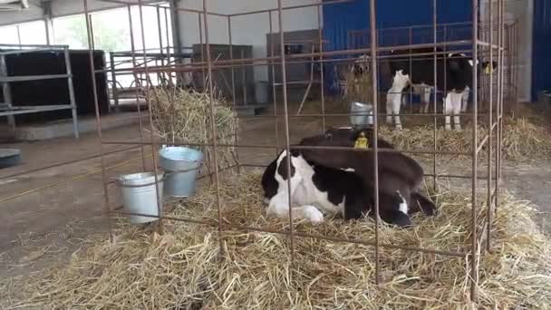 Establo donde hay un montón de vacas — Vídeo de stock