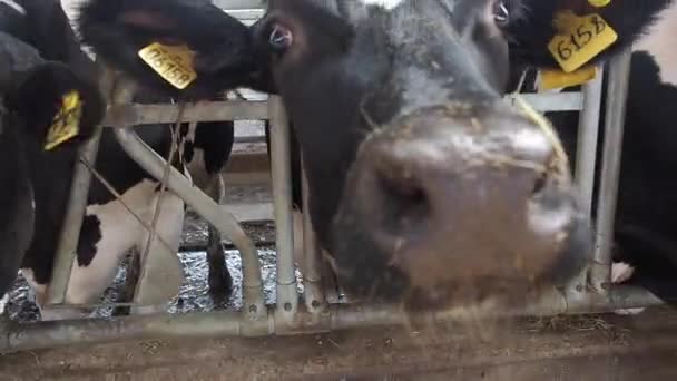 Cowshed onde há um monte de vacas — Vídeo de Stock