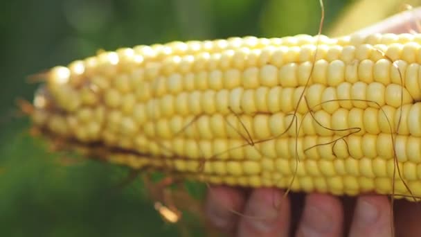 Um close de um broto de milho — Vídeo de Stock