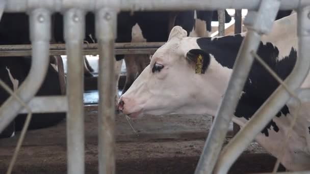 Establo donde hay un montón de vacas — Vídeos de Stock