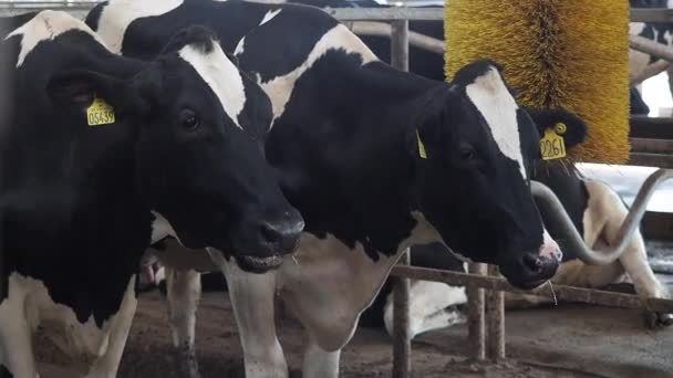 Cowshed onde há um monte de vacas — Vídeo de Stock