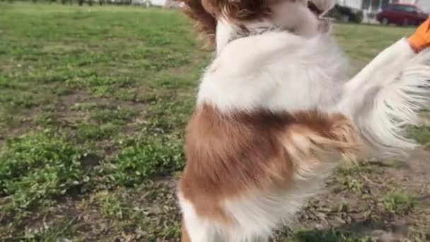 Egy kutya áll a fűvel borított mező tetején. — Stock videók