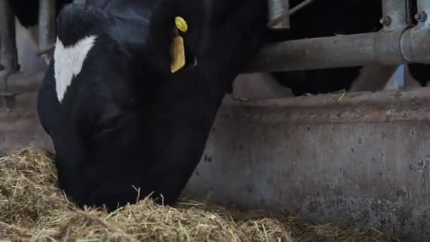 Cowshed onde há um monte de vacas — Vídeo de Stock