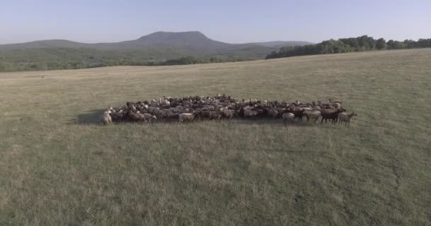 Een kudde schapen die over een grasveld loopt — Stockvideo