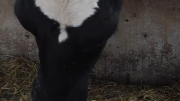Establo donde hay un montón de vacas — Vídeos de Stock