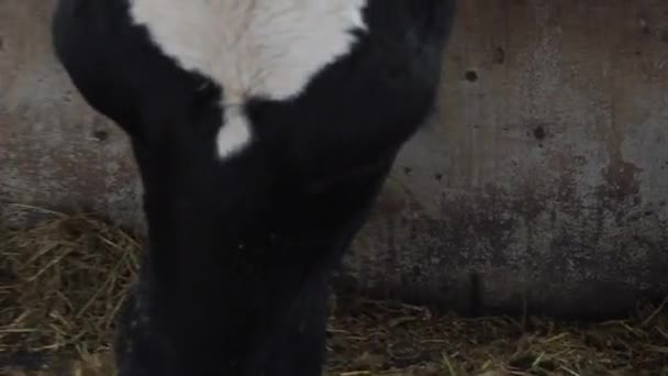 étable où il y a beaucoup de vaches 