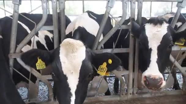 Cowshed where there are a lot of cows — Stock Video