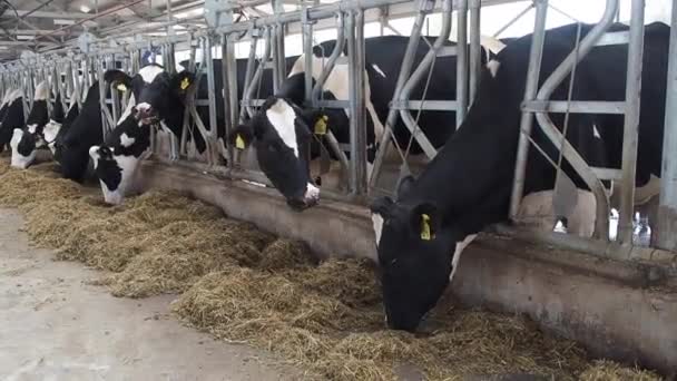 Kuhstall, in dem viele Kühe stehen — Stockvideo