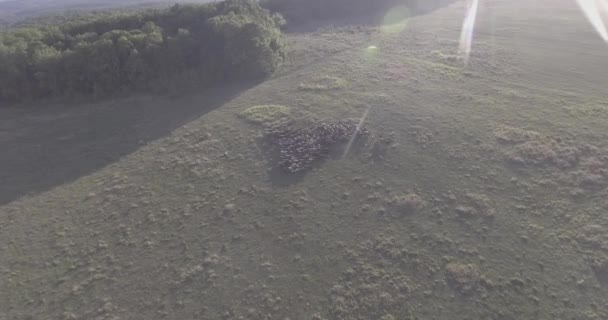 Herde och flock av får och baggar — Stockvideo