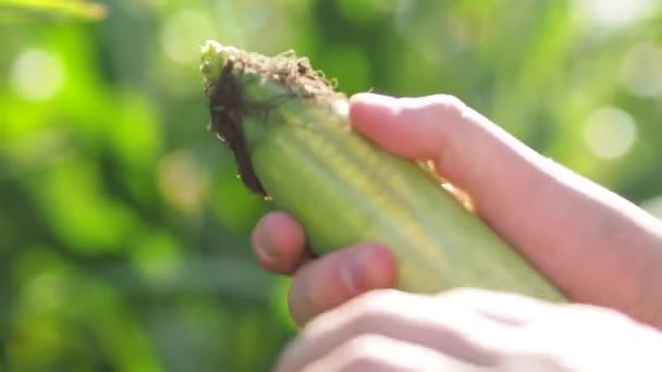 Un primer plano de un brote de maíz — Vídeos de Stock