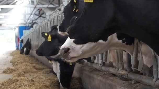 Kuhstall, in dem viele Kühe stehen — Stockvideo