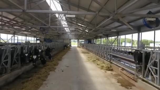Establo donde hay un montón de vacas — Vídeos de Stock