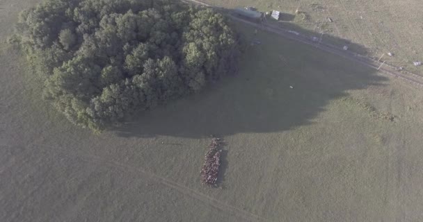 Un troupeau de moutons marchant à travers un champ d'herbe — Video