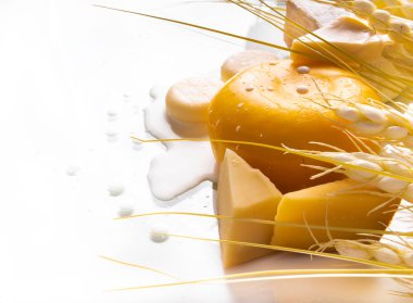 Çeşitli peynir çeşitleri, süt birikintisinde buğday ve izole edilmiş beyaz arka plan. Yahudi bayramının sembolleri - Shavuot