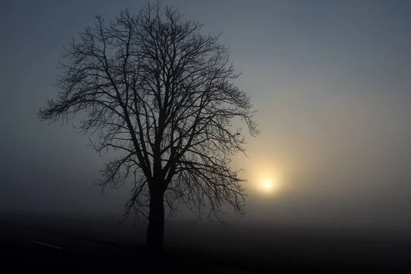 Silueta negra del árbol en la niebla — Foto de Stock