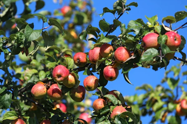 Detalj av äpplen på trädet Stockfoto