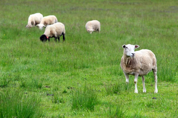 Herd of sheep on green meadow — Stock Photo, Image